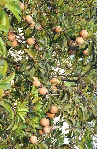 Well Watered Cricket Ball Sapota Plant