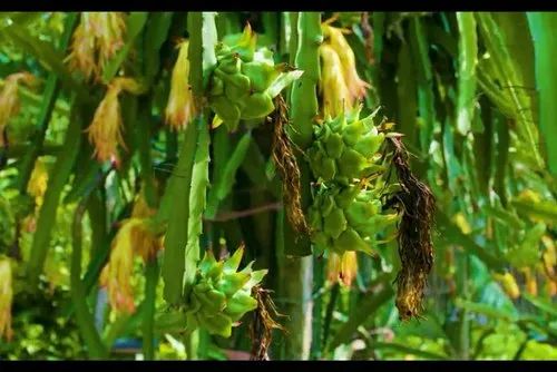 Well Watered Dragon Fruit Plant