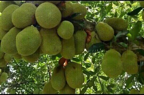 Well Watered Jackfruit Plant