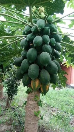 Papaya Plants