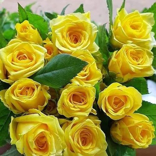 Yellow Rose Flower Plant