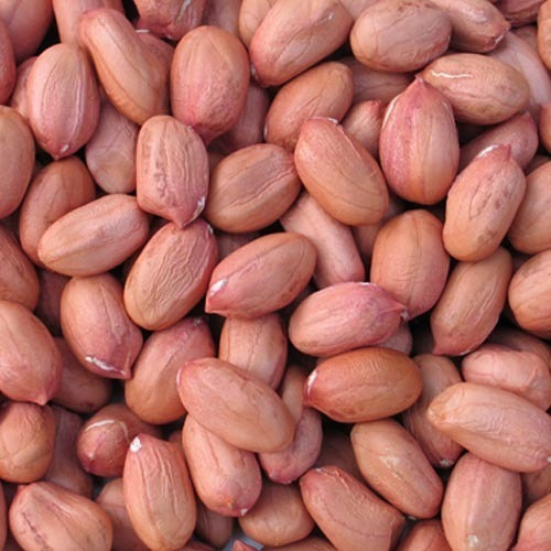 Organic Groundnut Seeds