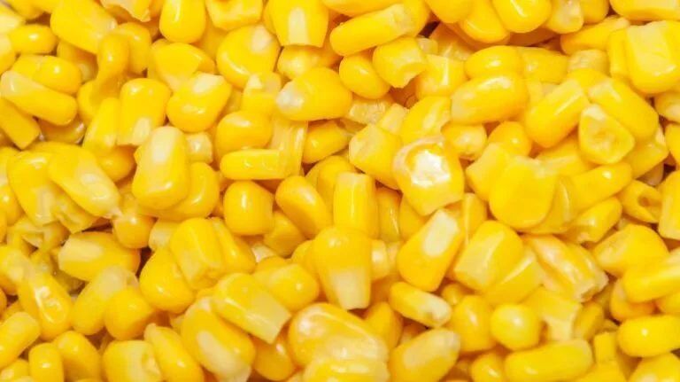 Corn DDGS
