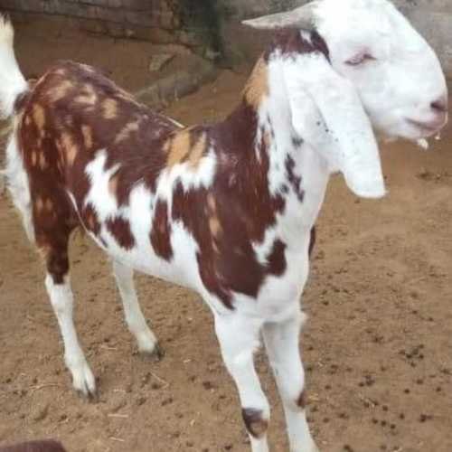 Gujari Female Goat