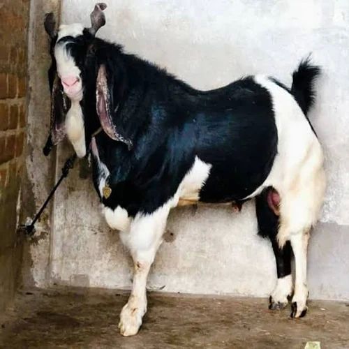 Kota Male Goat