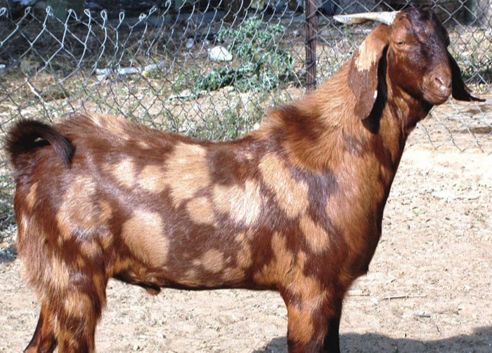 Sirohi Male Goat