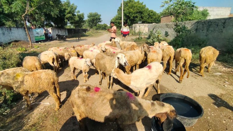 Cutting Live Sheep For Meat