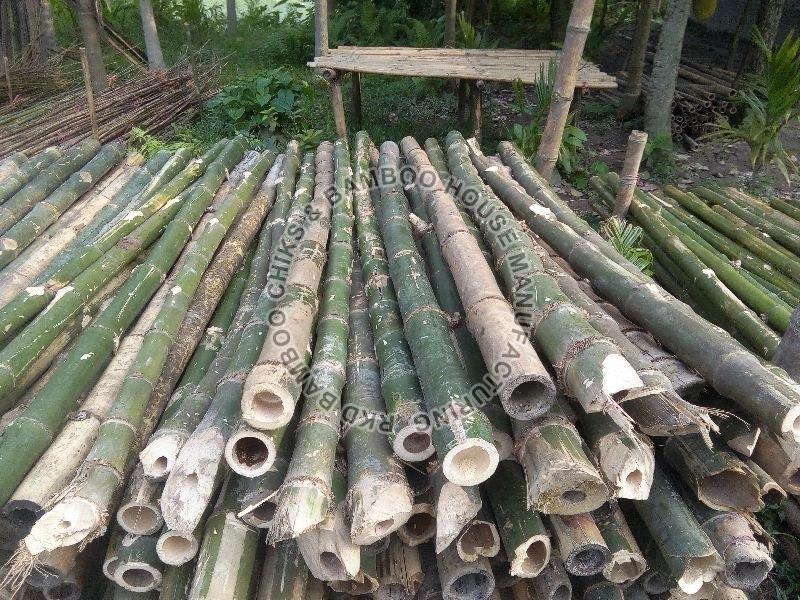 19 Feet Lagga Bamboo Poles