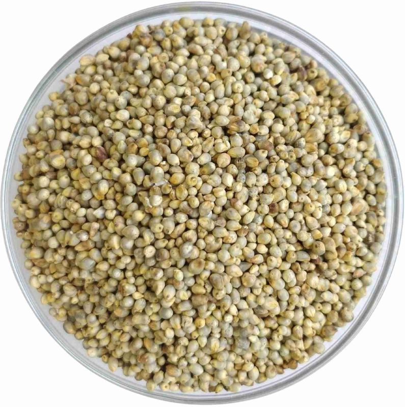 Pearl Millet