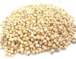 Sorghum Millet