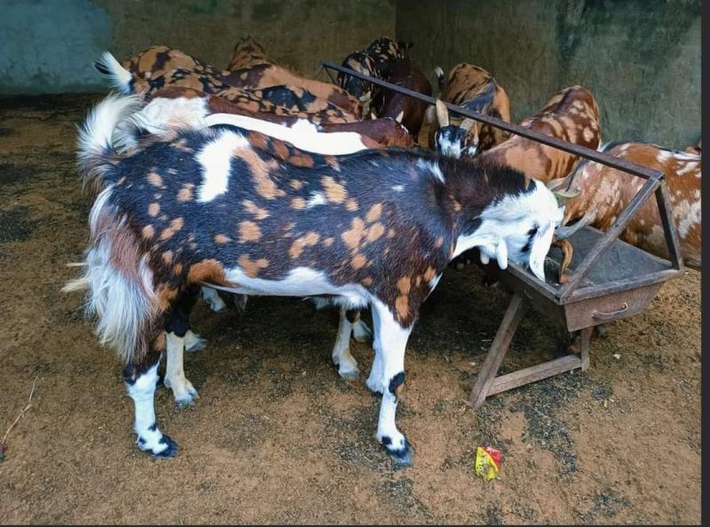 Gurjari Goat