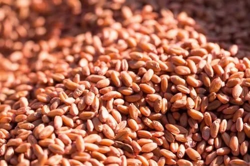 Red Wheat Seeds