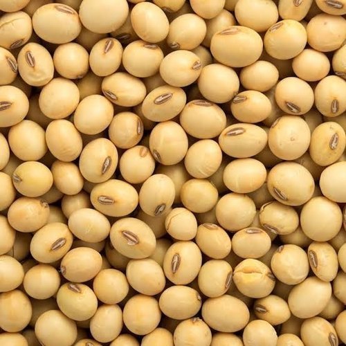 Soybean Seeds