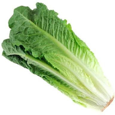 romaine lettuce