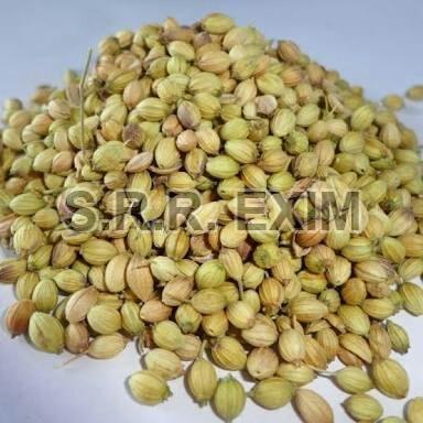 Green Coriander Seeds