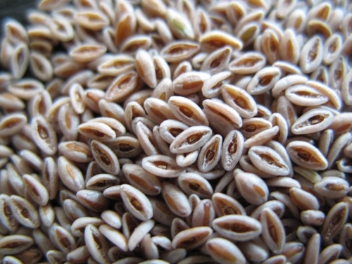 Dry Isabgol Seed