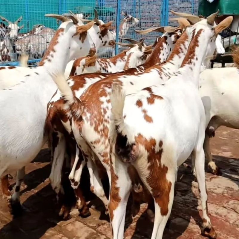 Female Pregnant Barbari Goat