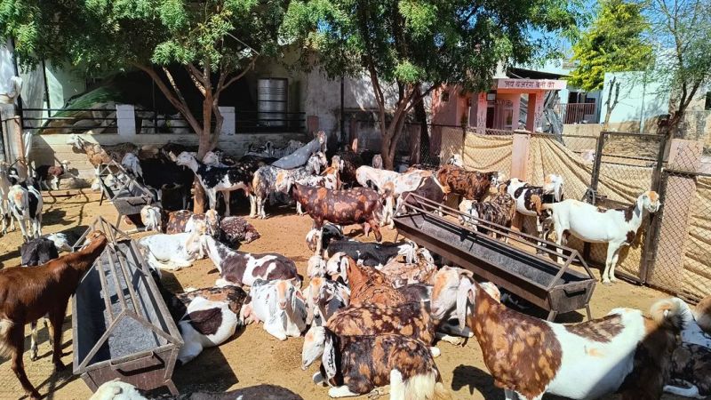 Female Pregnant Gujari Goat