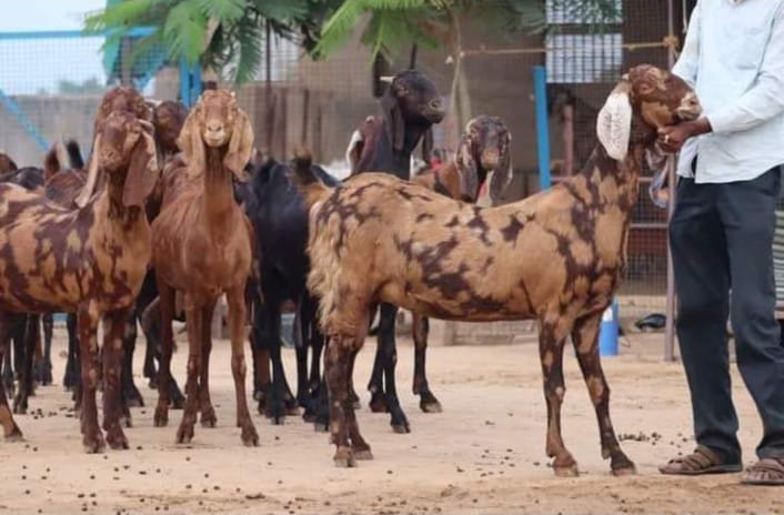 Female Pregnant Sirohi Goat