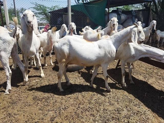 Female Pregnant Sojat Goat