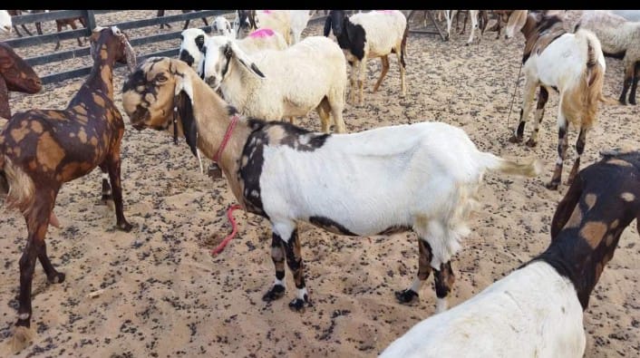 Female Pregnant Totapari Goat