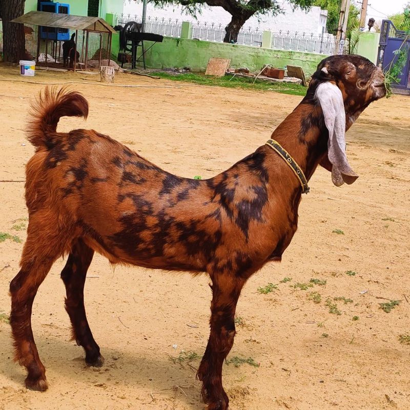 Sirohi Goat Kids