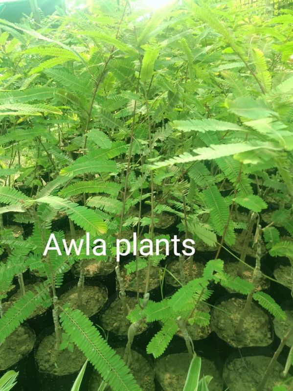 awla plant