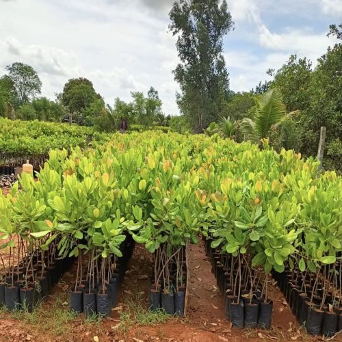 Well Watered Grafted Cashew Plant