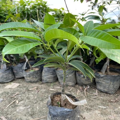 Grafted Mango Plant