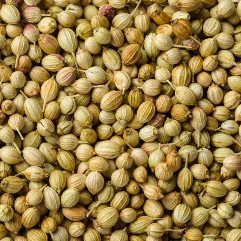 Organic Coriander Seeds