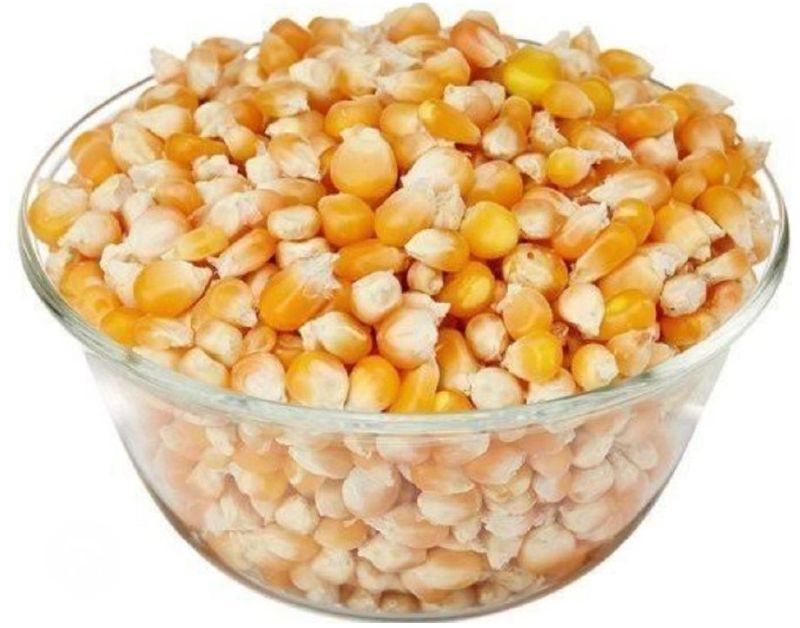 Organic Corn Seeds