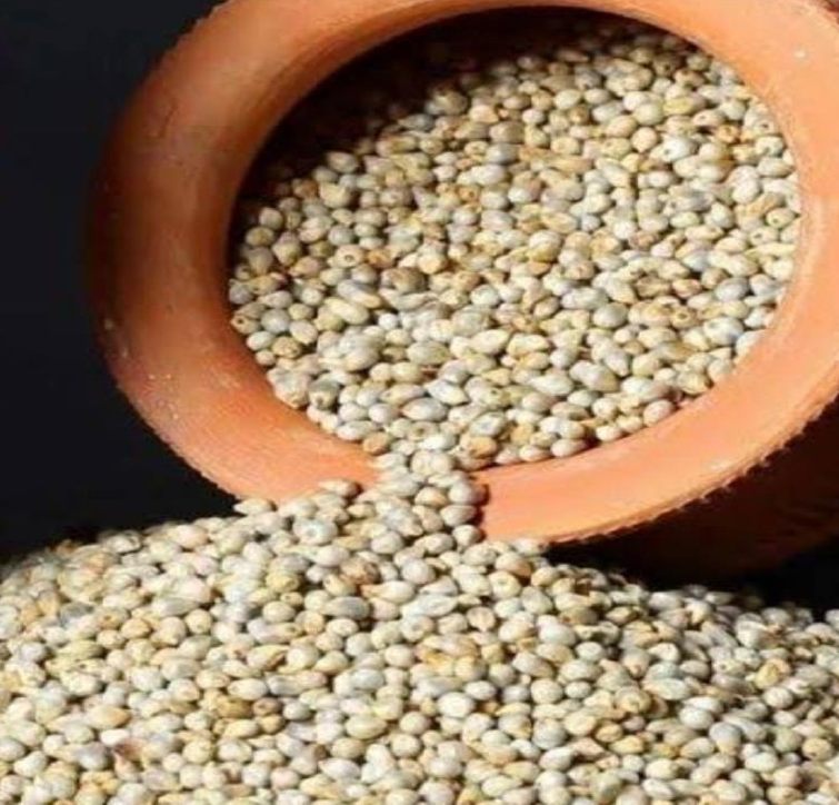 Organic Pearl Millet Seeds