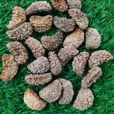 1 Mukhi Rudraksha Beads