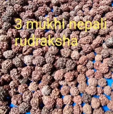 3 Mukhi Rudraksha Beads