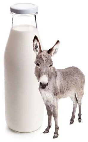 Fresh Donkey Milk