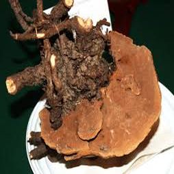 Phellinus Ribis Mushroom