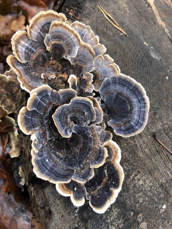 Reishi Turkey Mushroom