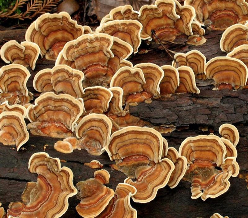 Turkey Tail Mushroom