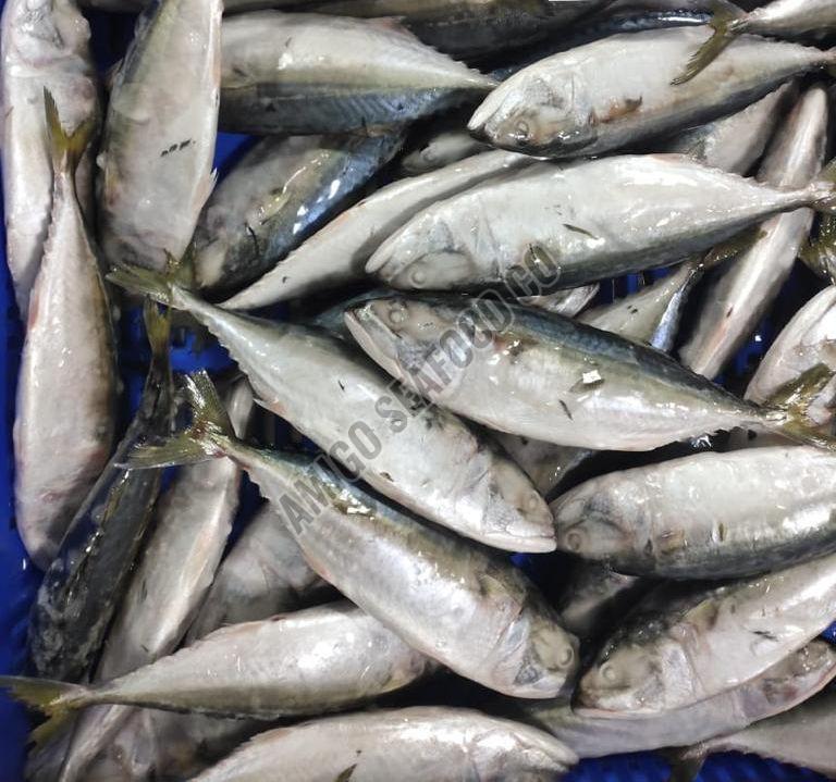 Frozen Indian Mackerel Fish