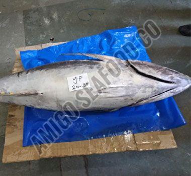 Frozen Yellowfin Tuna Fish