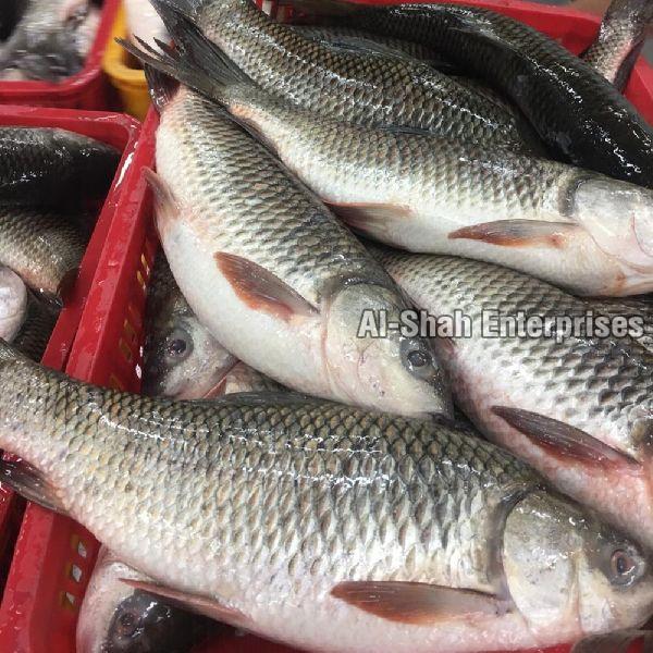 Fresh Rohu Fish