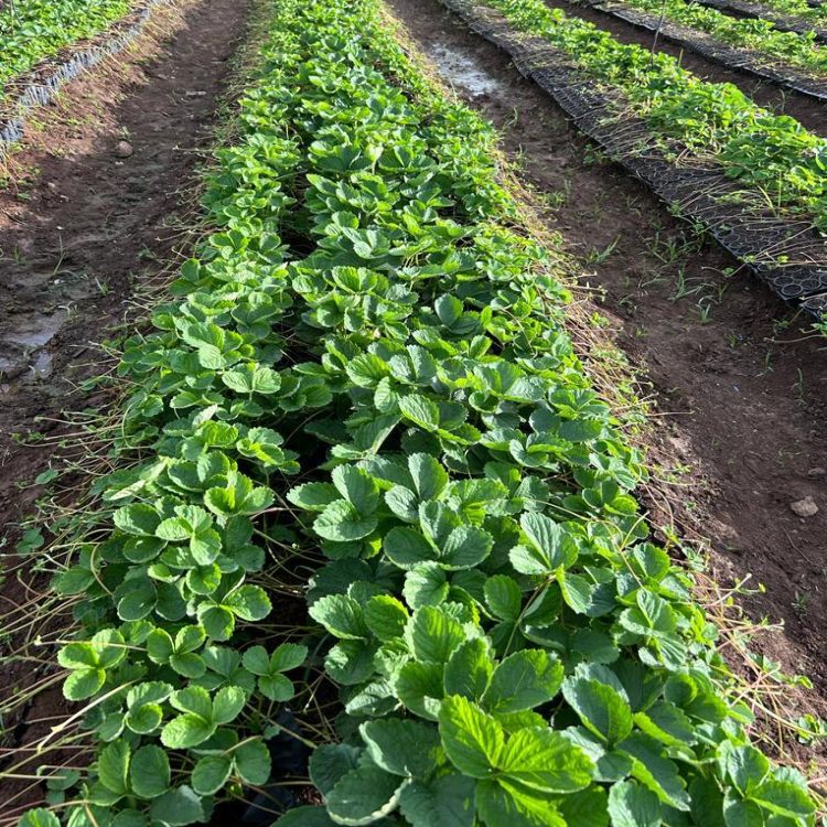 Camarosa Strawberry Plants