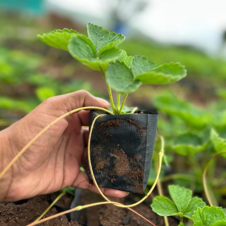 Kamila Strawberry Plants