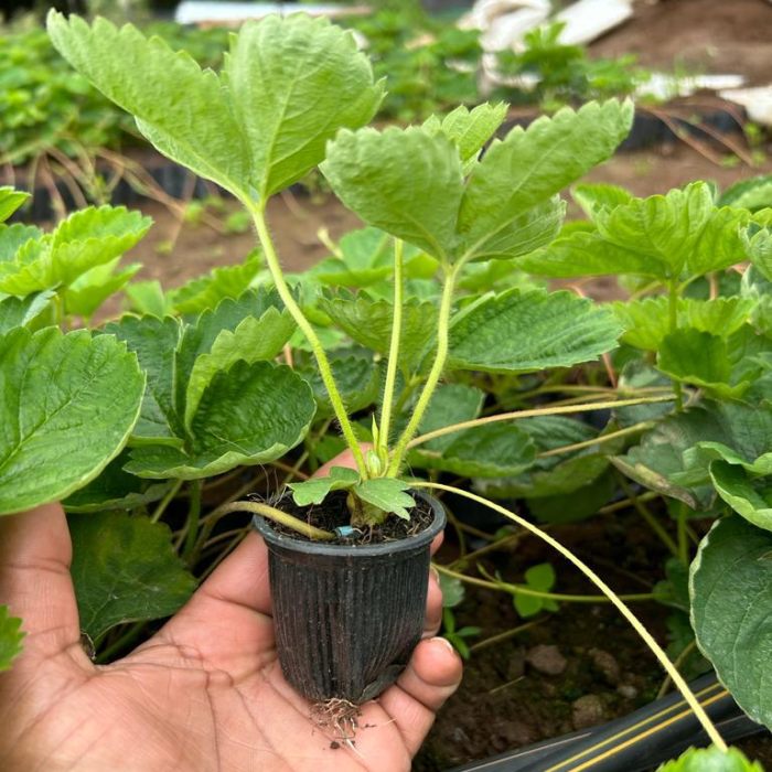 Nabila Strawberry Plants