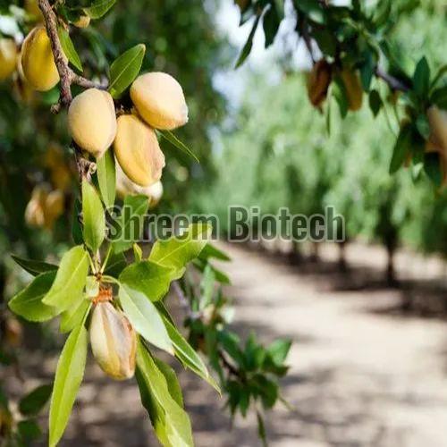 Almond Fruit Plant