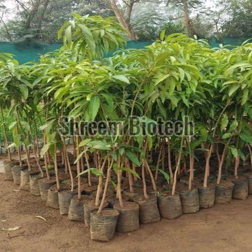 Amrapali Mango Plant