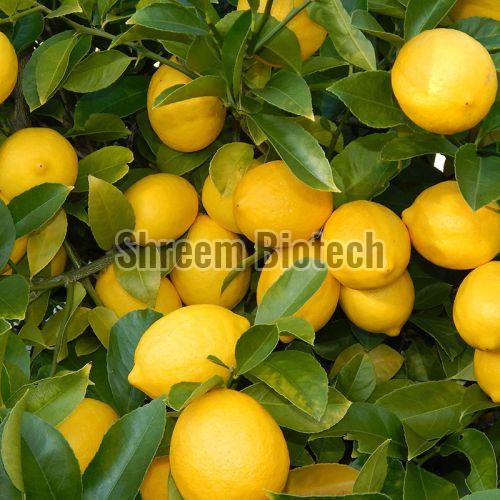 Balaji Lemon Plant