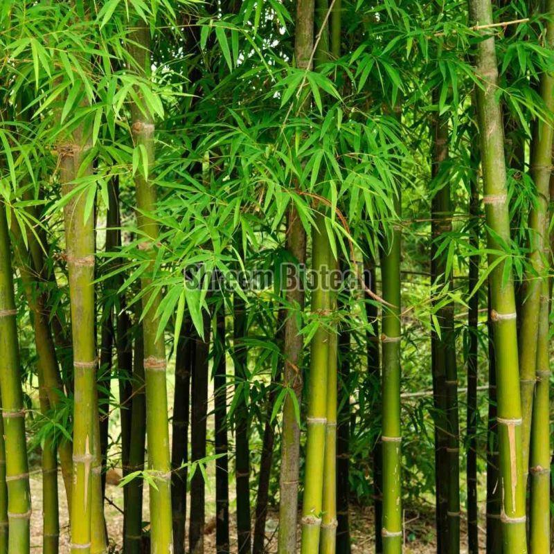 Bamboo Plants