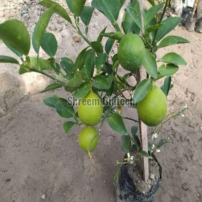 Lemon Plants