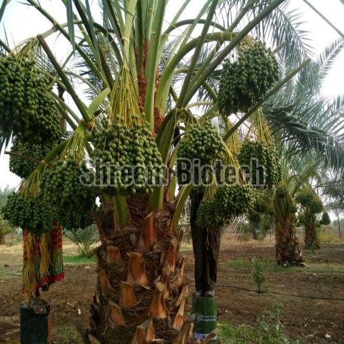 Barhi Dates Plant